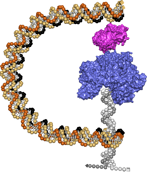 A molecular assembly combining DNA structures and other components